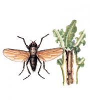 Весенняя капустная муха миниатюра